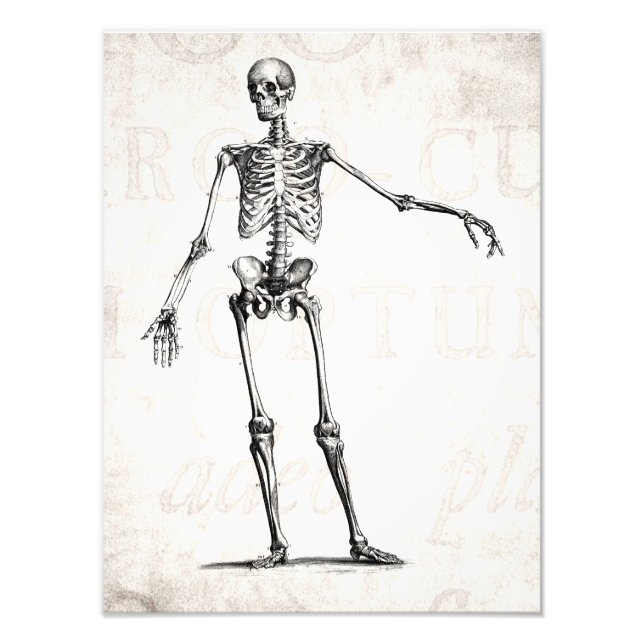 Vintage Skelettentrocknung 1800er Jahre Anatomie Fotodruck (Vorne)