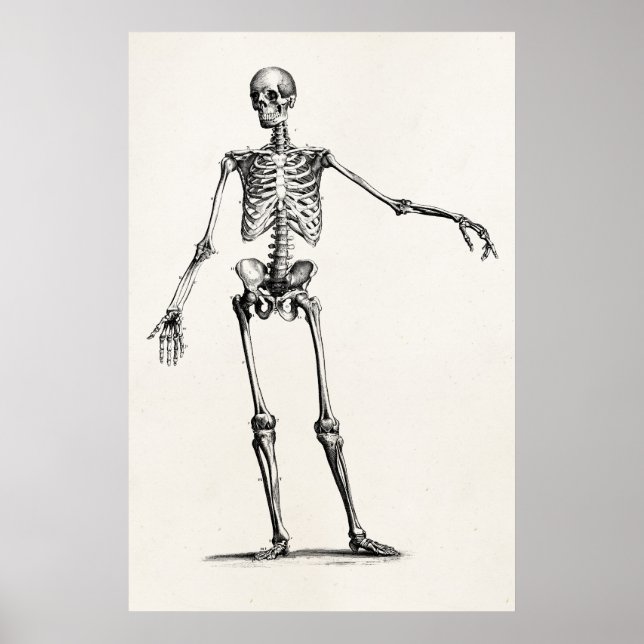 Vintage Skelettfräsen 1800er Jahre Retro Anatomie  Poster (Vorne)