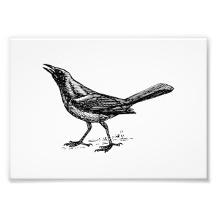 Vintage-Skizze des Grackelvogels Fotodruck