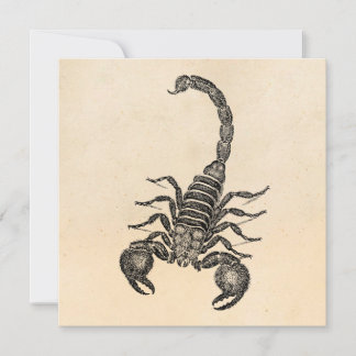 Vintage Skorpion-Illustration der 1800er Jahre - S