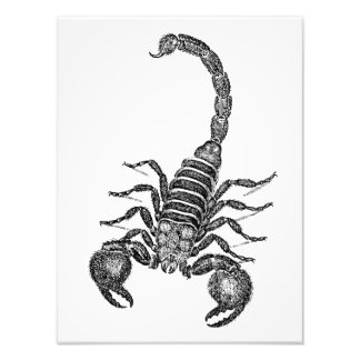 Vintage Skorpion-Illustration der 1800er Jahre - S Fotodruck