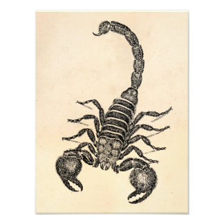 Vintage Skorpion-Illustration der 1800er Jahre - S Fotodruck