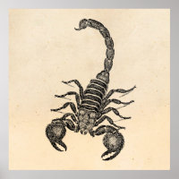 Vintage Skorpion-Illustration der 1800er Jahre - S
