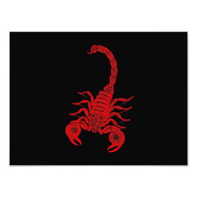 Vintage Skorpion-Illustration - Rote Skorpione der Fotodruck (Vorne)