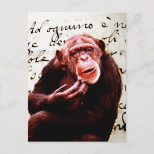 Vintage Skripte lustig Chimpanze Postkarte