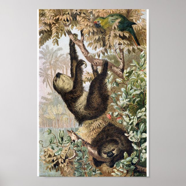 Vintage Sloth Illustration Poster (Vorne)