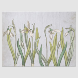 Vintage Snowdrop Blume Blaues Parchment Frühling Seidenpapier