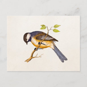 Vintage-Songbird-Illustration - Vögel aus dem 19. Postkarte