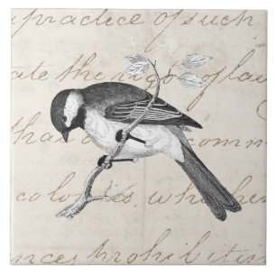 Vintage-Songbird-Illustration - Vögel Text aus dem Fliese