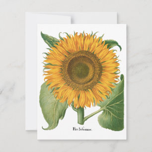 Vintage Sonnenblume Blume von Basilius Besler