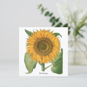 Vintage Sonnenblume Blume von Basilius Besler