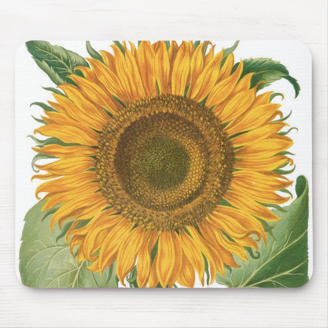 Vintage Sonnenblume Blume von Basilius Besler Mousepad (Vorne)