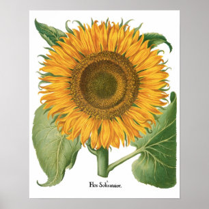 Vintage Sonnenblume Blume von Basilius Besler Poster