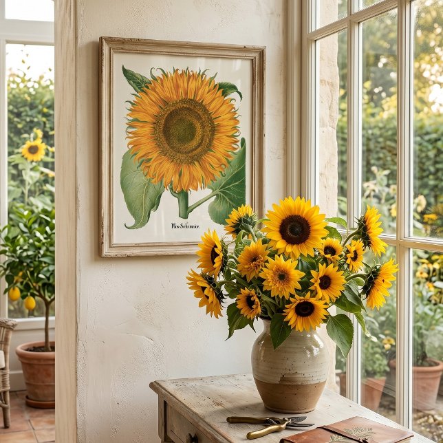 Vintage Sonnenblume Blume von Basilius Besler Poster (Vintage illustration featuring a blooming sunflower from 'Hortus Eystettensis' by Basilius Besler)