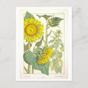 Vintage Sonnenblume Botanische Illustration Postkarte