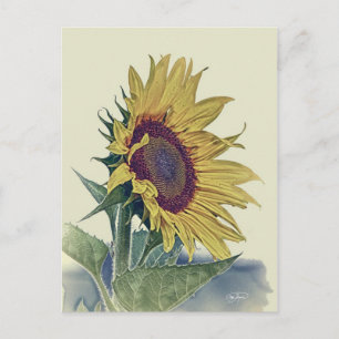 Vintage Sonnenblume Original Shabby Old School Loo Postkarte