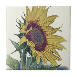 Vintage Sonnenblume-ursprünglicher schäbiger alt Fliese