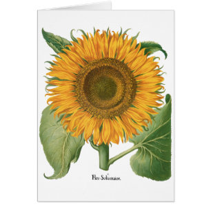 Vintage-Sonnenblume von Basilius Besler