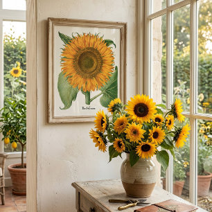 Vintage-Sonnenblume von Basilius Besler Poster
