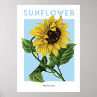 Vintage-Sonnenblumen-Botanikdruck Poster