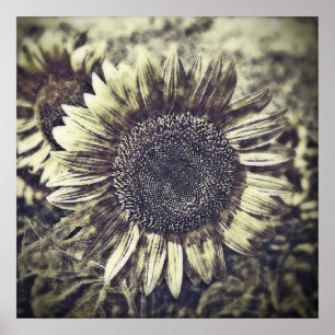 Vintage-Sonnenblumen-Gemälde Kunstwerk #3 - Poster