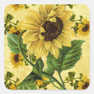 Vintage Sonnenblumen Quadratischer Aufkleber