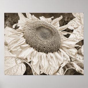Vintage Sonnenblumen Sepia Brown Art Decoupage Poster