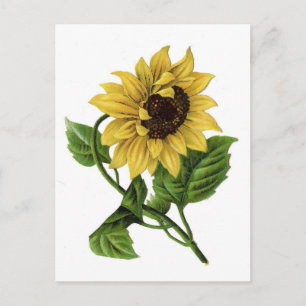 Vintage-Sonnenblumen-Zeichnung Keramik Postkarte