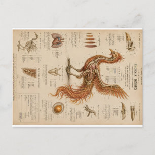 Vintage-Sonnenphoenix Anatomische Studie Wissensch Feiertagspostkarte