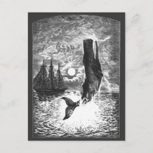 Vintage Spermienwale, Meerestiere Postkarte
