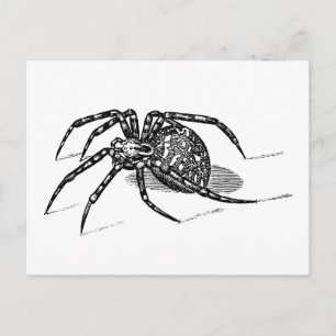 Vintage Spider Illustration Spiders Template für d Postkarte