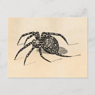 Vintage Spider Illustration Spiders Template für d Postkarte
