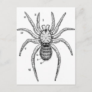 Vintage Spider Postkarte