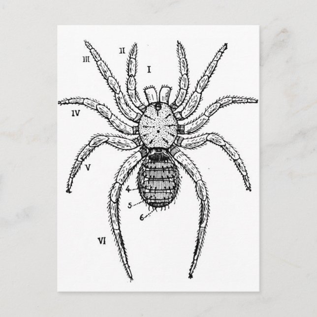 Vintage Spider Postkarte (Vorderseite)