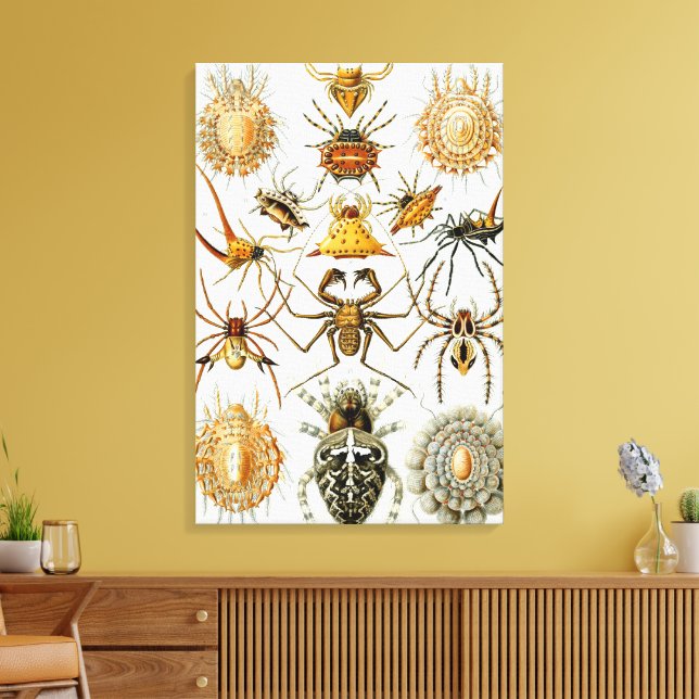 Vintage Spinnen oder Arachniden von Ernst Haeckel Leinwanddruck (Insitu (Wohnzimmer))