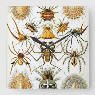 Vintage Spinnen oder Arachniden von Ernst Haeckel Quadratische Wanduhr
