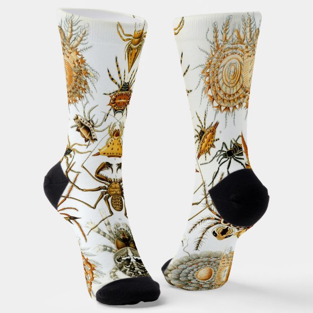 Vintage Spinnen oder Arachniden von Ernst Haeckel Socken (Gewinkelt)