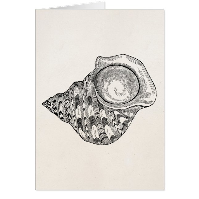 Vintage Spitzenseashell-Antiken-Muschel-Schablone (Vorne)