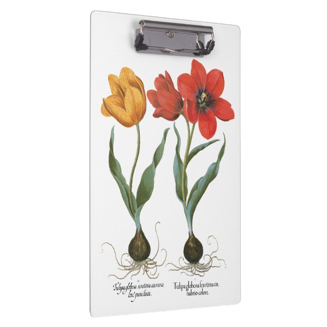 Vintage Spring Tulip Blume von Basilius Besler Klemmbrett (Rechts)
