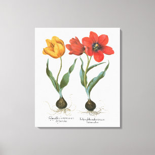 Vintage Spring Tulip Blume von Basilius Besler Leinwanddruck
