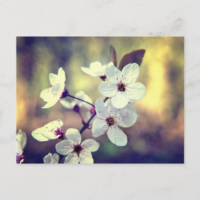Vintage Springblossom Postkarte (Vorderseite)