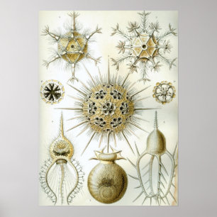 Vintage Squid Illustration Poster