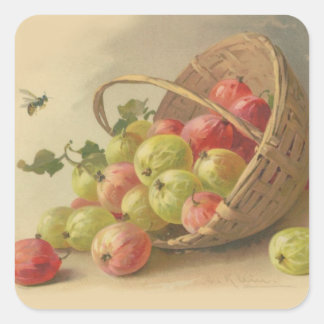 Vintage Stachelbeeren Quadratischer Aufkleber