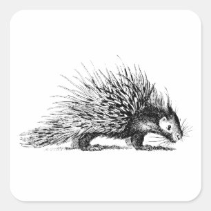Vintage Stachelschwein-Illustration - Quadratischer Aufkleber