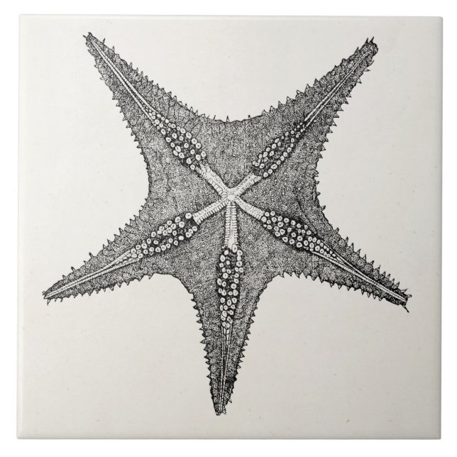 Vintage Starfish-Antiken-Stern-Fisch-Schablone Fliese (Vorderseite)