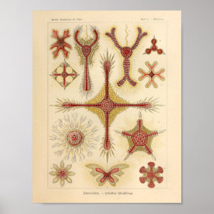 Vintage Starfish Ernst Haeckel Print Sea Life Poster