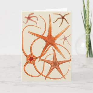 Vintage Starfish Illustration Karte