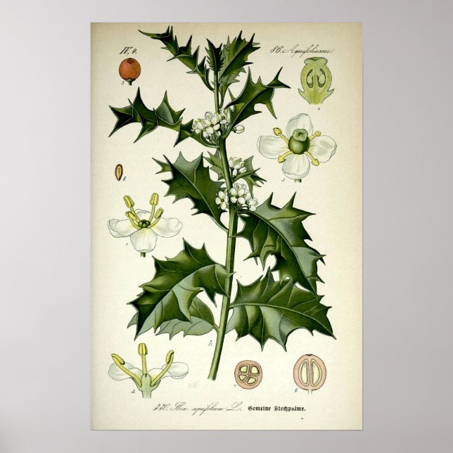 Vintage-Stechapfel-Botanik-Kunst Poster (Vorne)