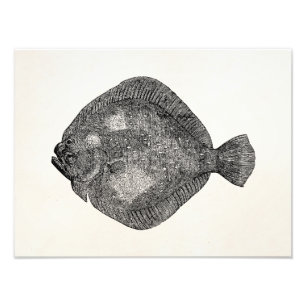 Vintage Steinbutt-Scholle-Fische - Fisch-Schablone Fotodruck