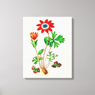 Vintage Stern-Anemone Leinwanddruck